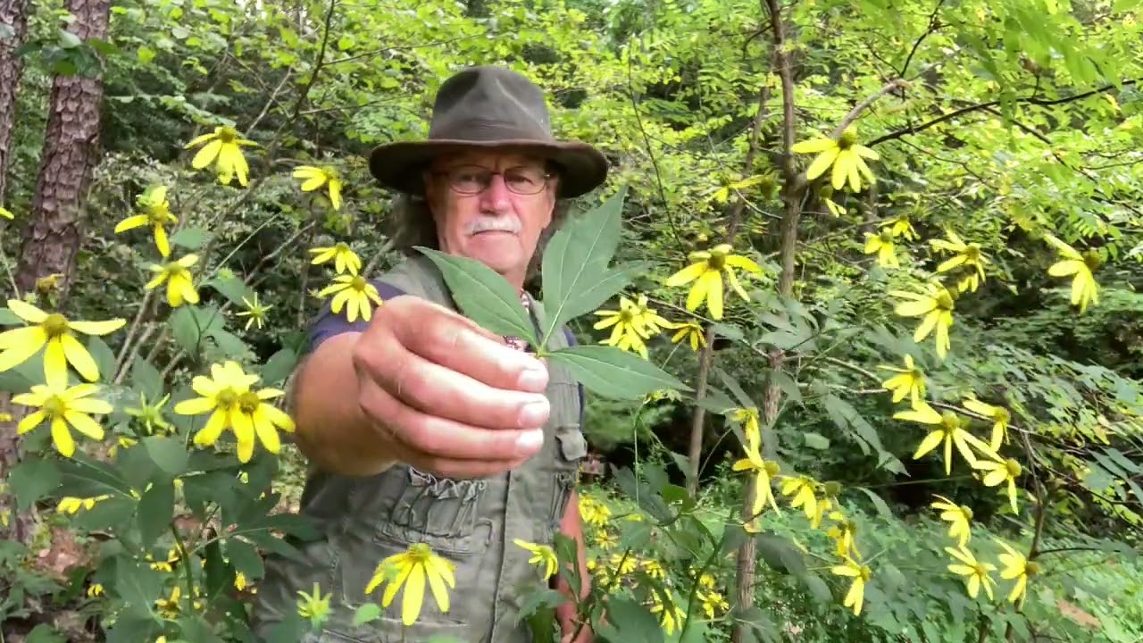 Survival herbs Cut leaf Cone flowers