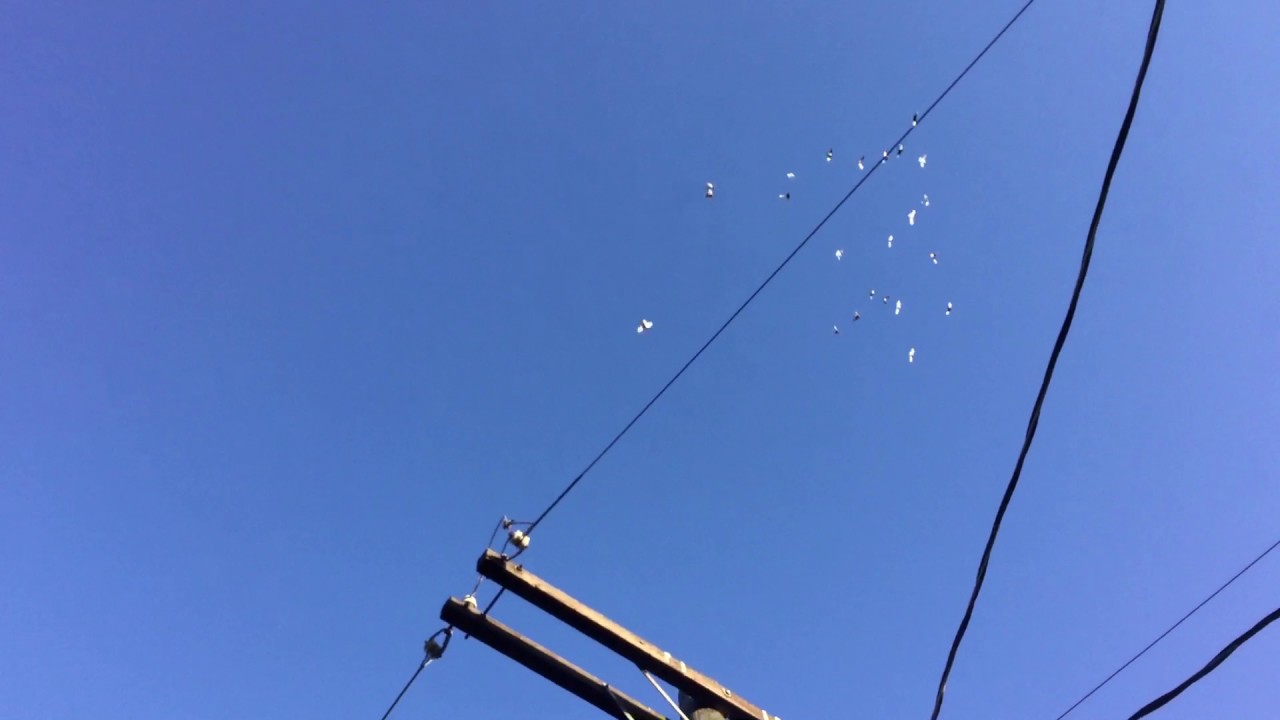 Smitty flys a young kit of birds