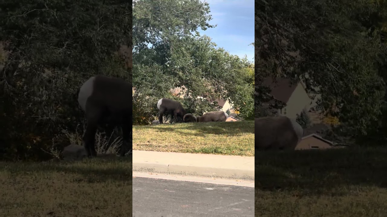 🐏Big Horn Sheep holding HOA meeting  