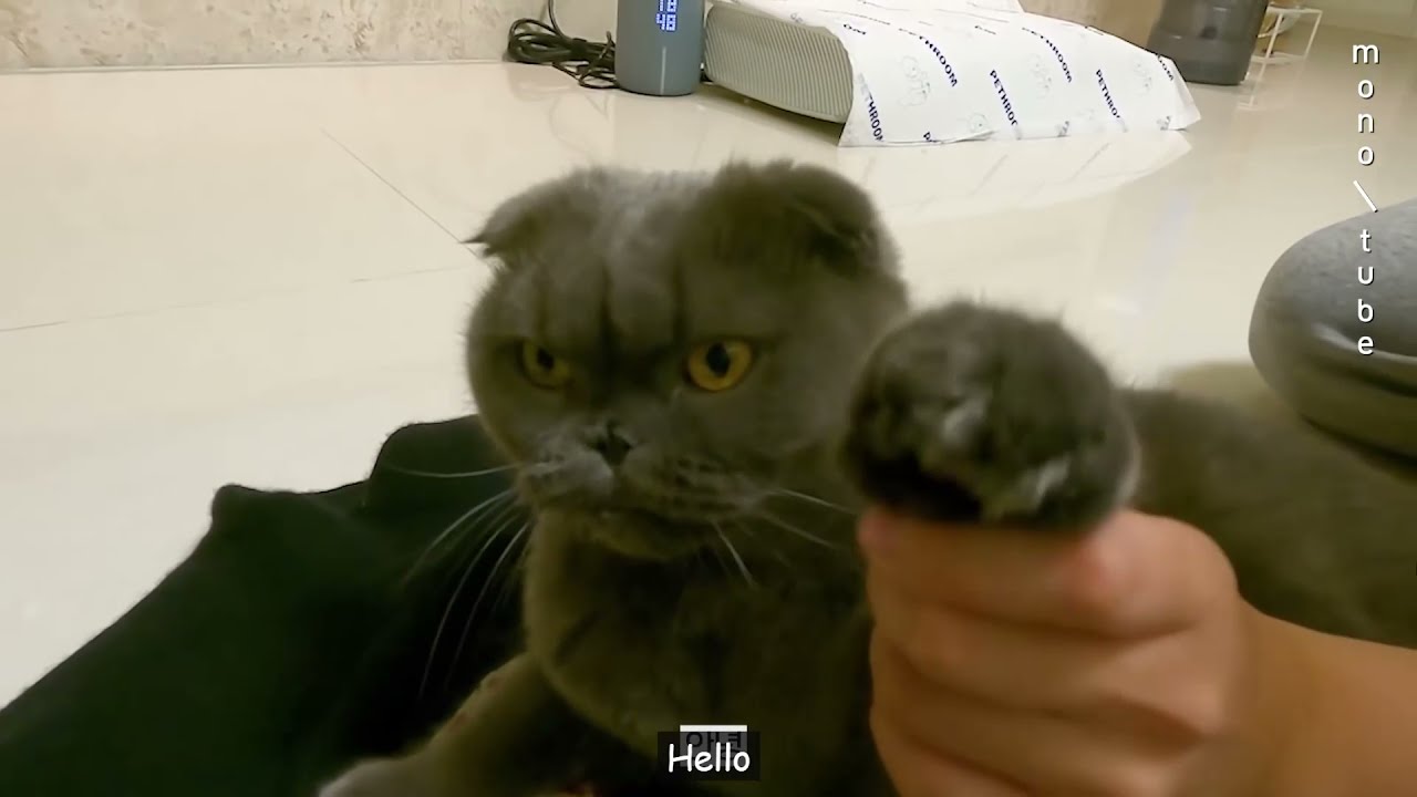 Bami Is The Most Adorable Twice Pet