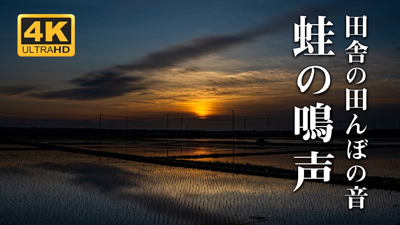 アマガエルの鳴声 田舎の田んぼ【睡眠用BGM│自然音】初夏の夕暮れ【Reluxing Nature Sound BGM】