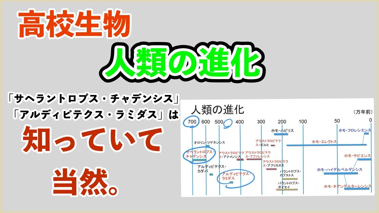高校生物「進化　人類の進化」