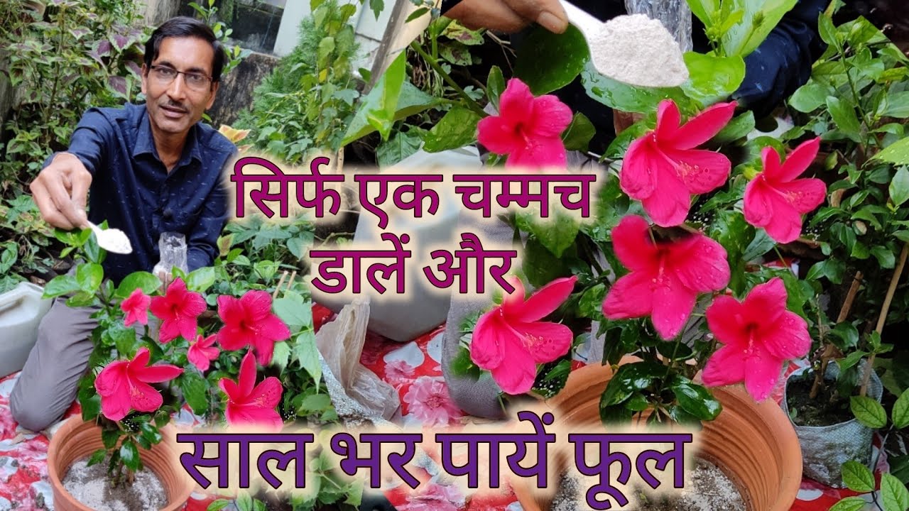 सिर्फ एक चम्मच डालें और पुरी साल फूल पायें गुड़हल में // Hibiscus immense flowering tips