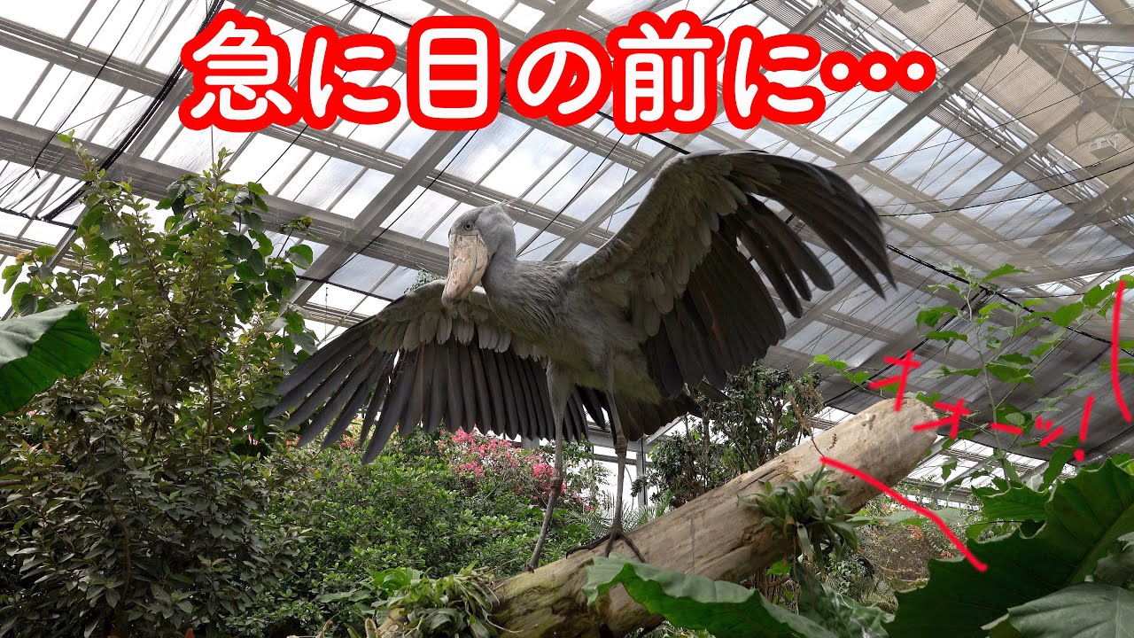 【急に現れる巨大鳥】ハシビロコウのボンゴとマリンバあれからどうなった?　神戸どうぶつ王国 2023年5月-9