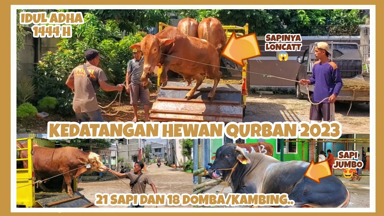 PENURUNAN SAPI QURBAN 2023 MASJID AL FURQON CIBINONG || IDUL ADHA 1444 H