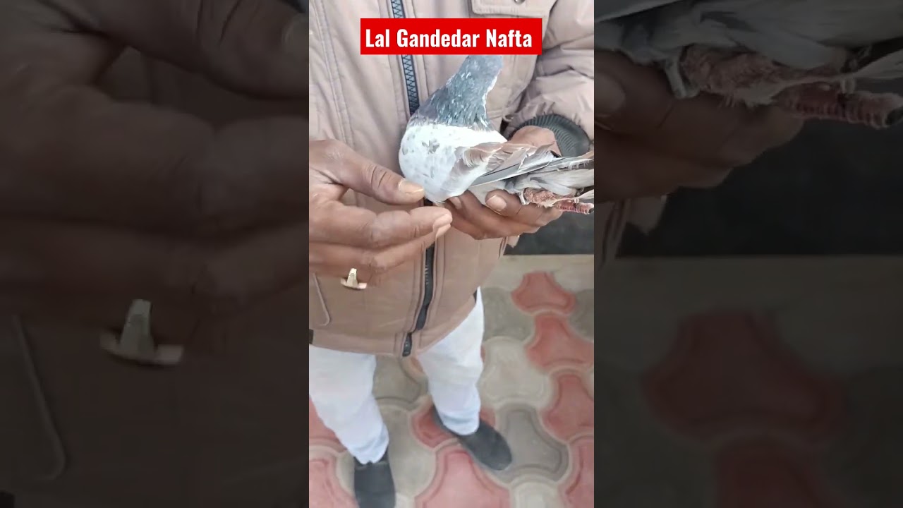 Pure Gandedar Banarsi Nafta | Rare breed| Jeetu yadav Gwalior #banarasi #kabutar #kabutarbazi#nafta