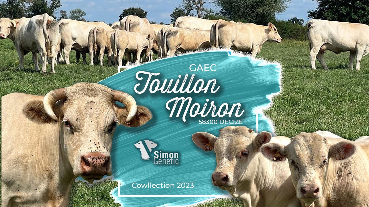 GAEC TOUILLON MOIRON - Cowllection 2023