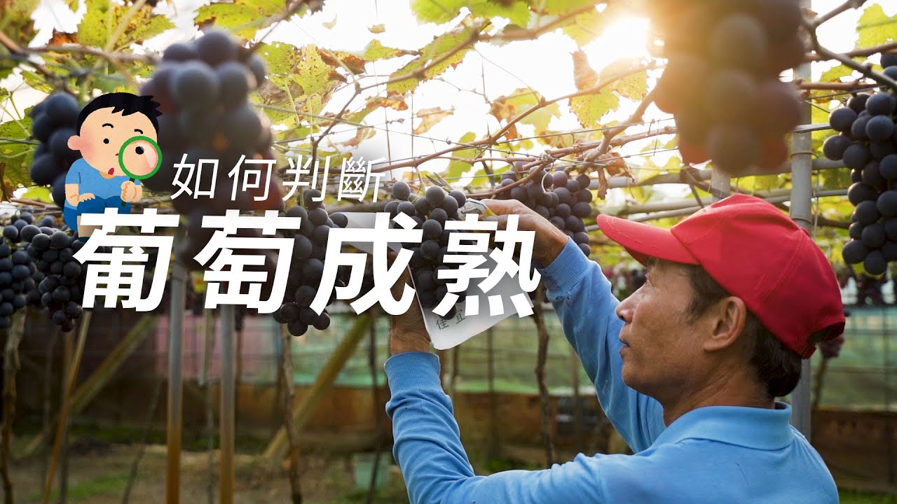 【亮點台灣】抓準 #葡萄 的的成熟時機，這時候採摘最能吃到它的美味！ ft.紫杉農場 黃絤鎗大哥