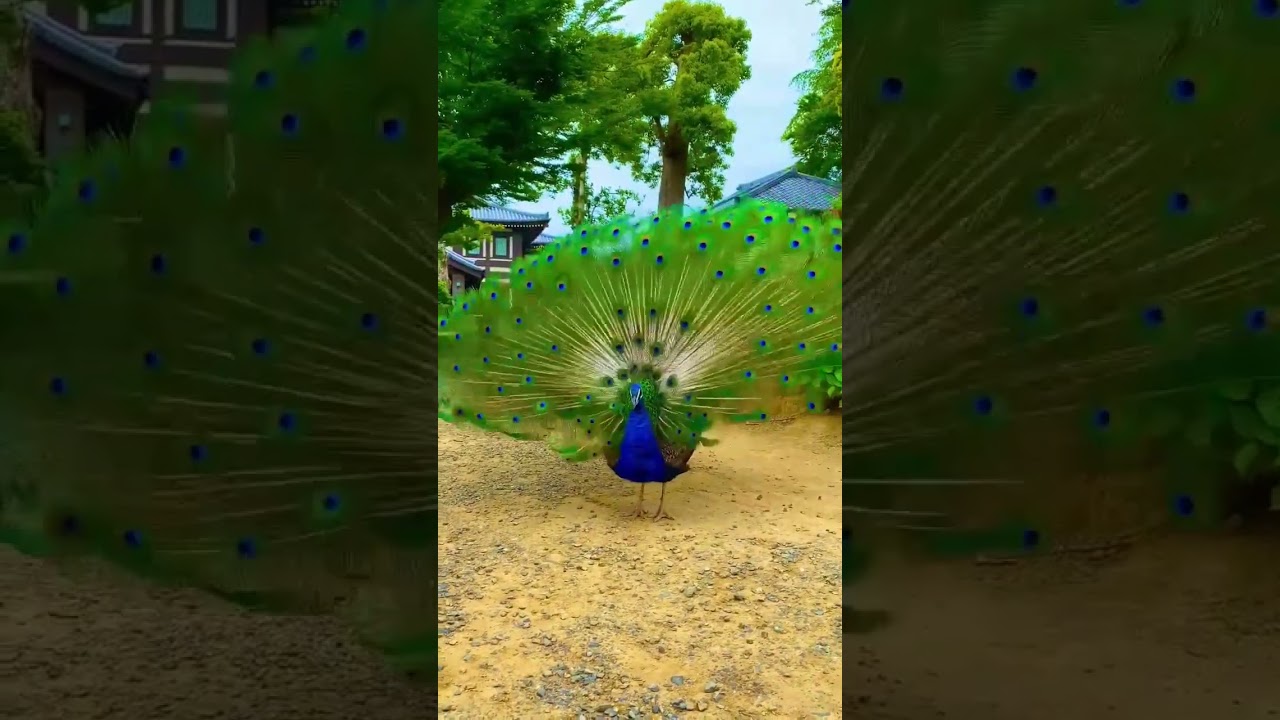 The most beautiful peacock in the world... very beautiful