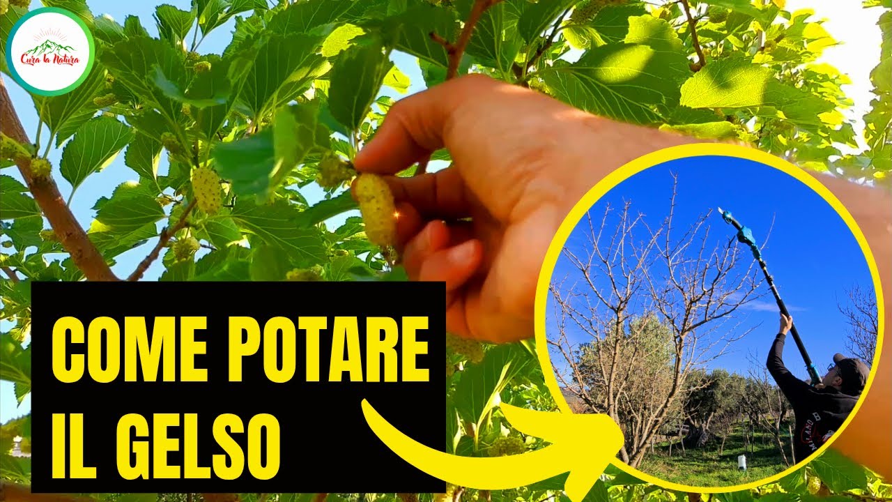 Potare Il GELSO - Come e quando si effettua la potatura di produzione...