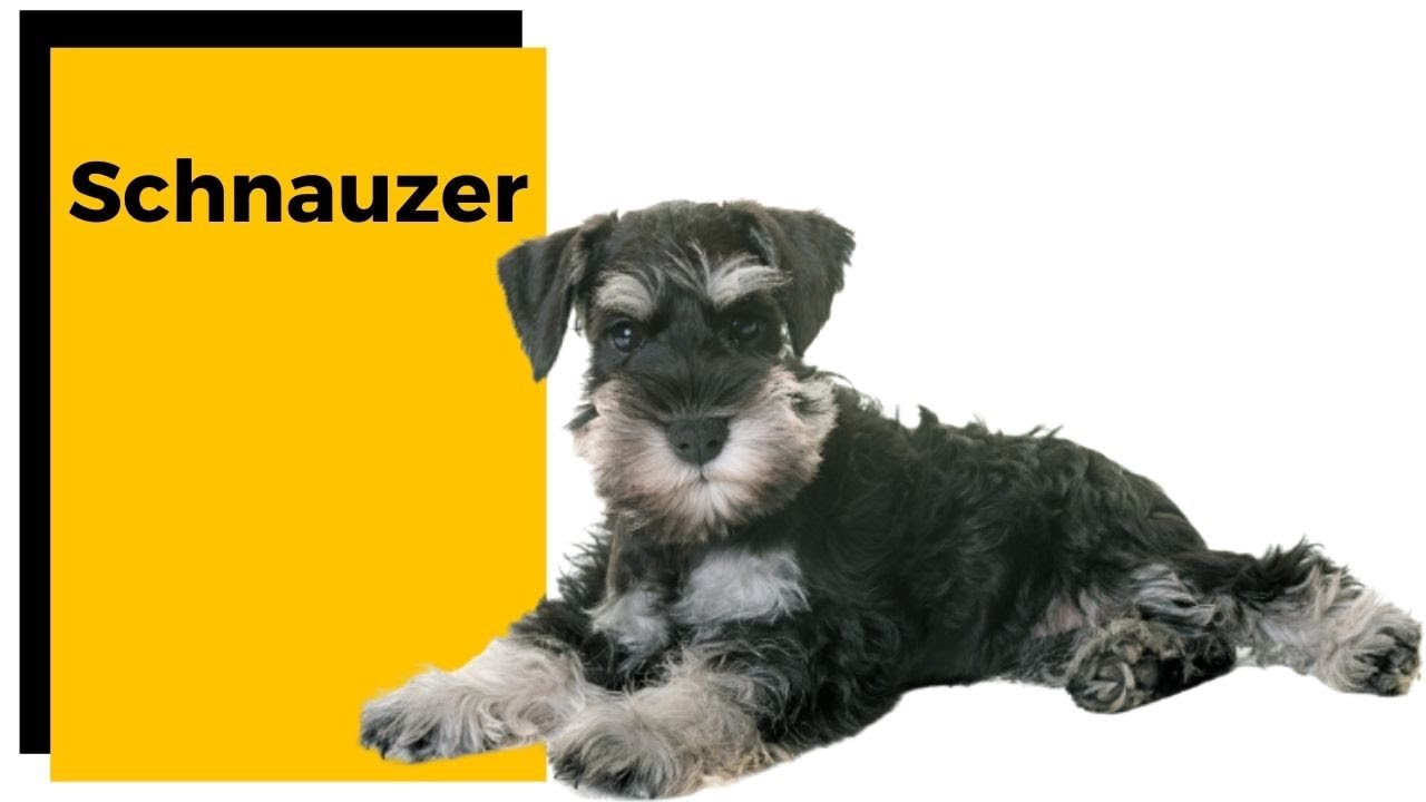 RAÇA DE CACHORRO | Schnauzer