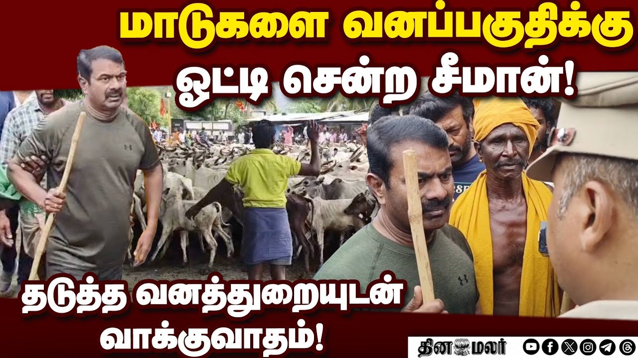 மாடு மேய்க்கும் போராட்டம் நடத்திய நாம் தமிழர் கட்சியினர் Seeman | NTK | Cattle Welfare | Theni