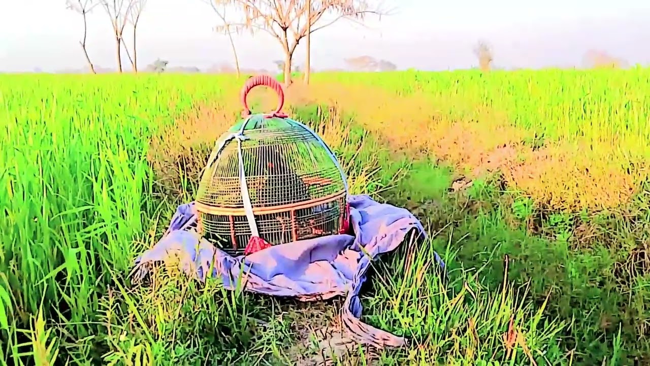 Kala tatter ke awiz ka kamil subhanallah Mashallah bhot khobsorat village Shok village vilog #birds 