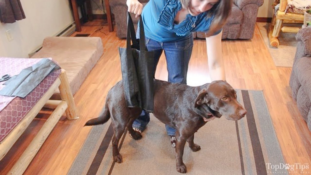 How To Make a Dog with a Slipped Disc Comfortable