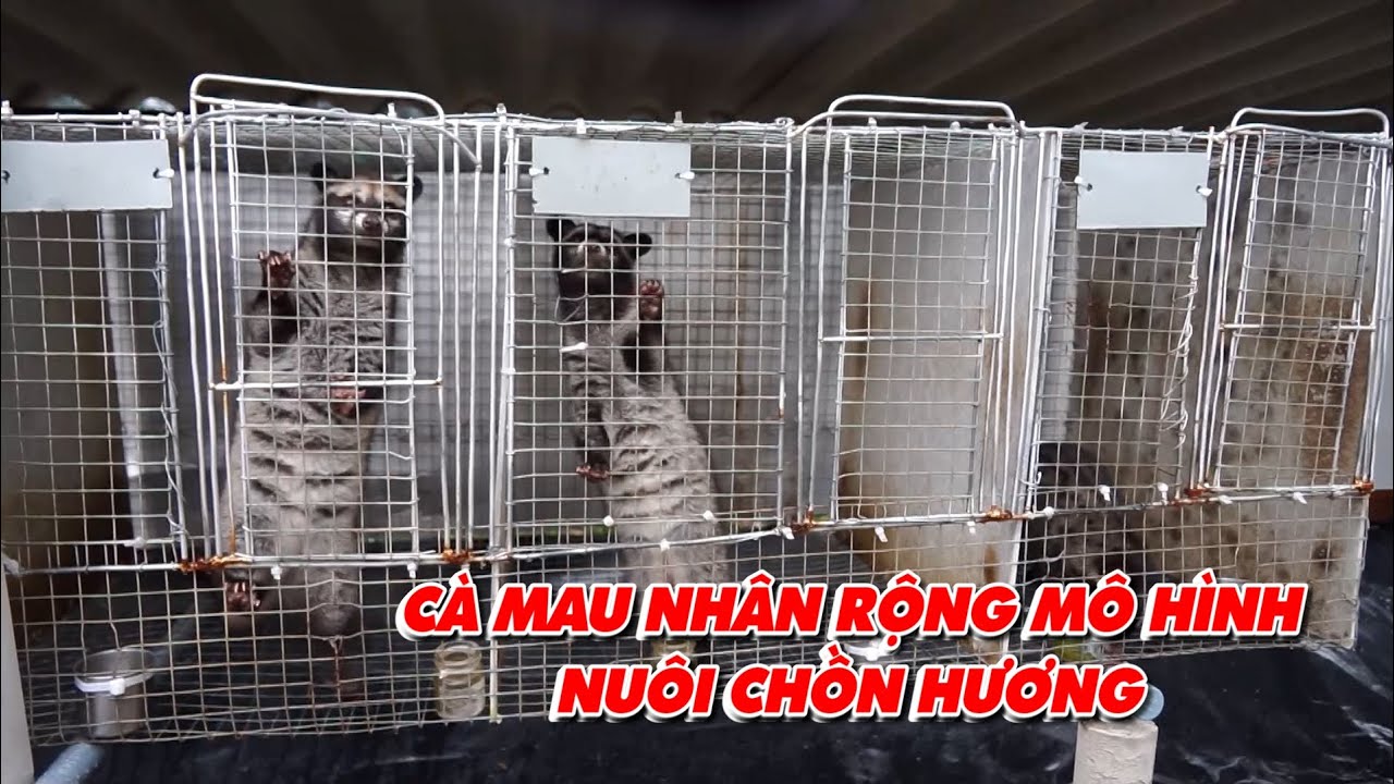 Nhân rộng mô hình nuôi chồn hương