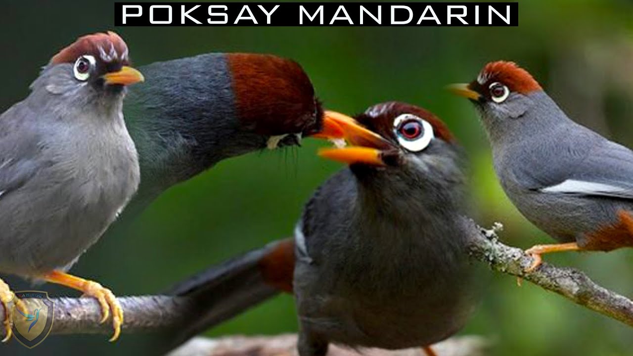 PANCINGAN POKSAY MANDARIN PALING MANJUR BIKIN POKSAY BAHAN CEPAT NGEPLONG RAJIN