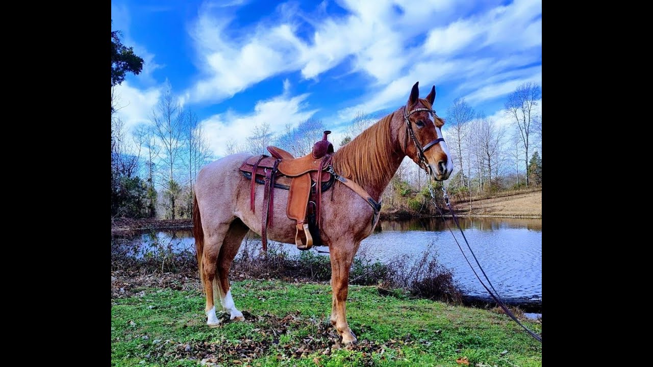 Red Roan Tennessee Walking Gaited Trail Horse For Sale