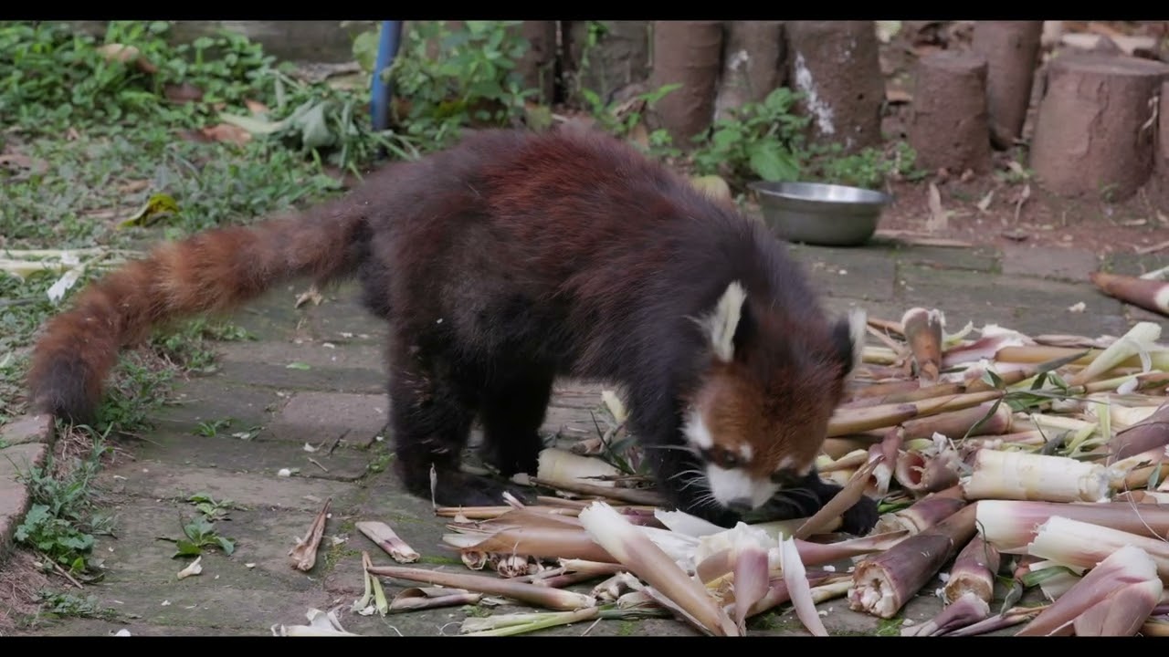 A red panda is eating bamboo shoots. Episode 1—小熊猫吃笋子 1
