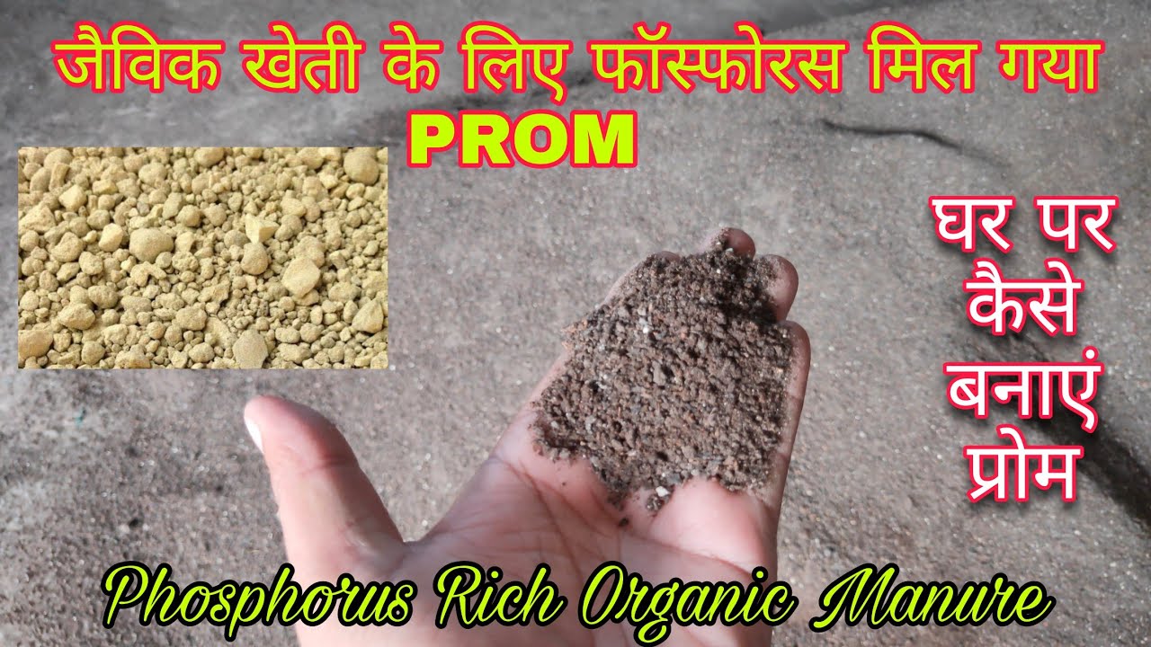 जैविक खेती के लिए फॉस्फोरस का विकल्प प्रोम खाद घर पर कैसे बनाये 🤔 || How to make PROM at Home || 🌿🌾🌽