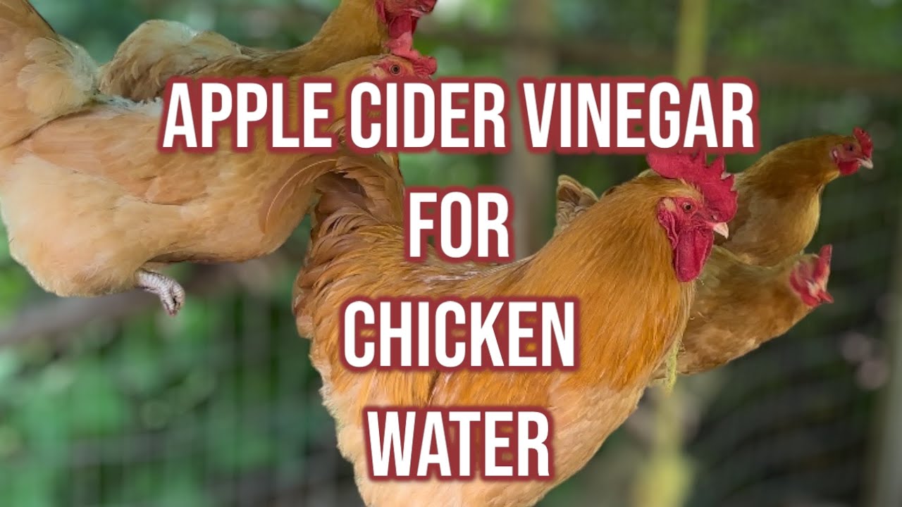 TEN Benefits of Apple Cider Vinegar in Chicken Water