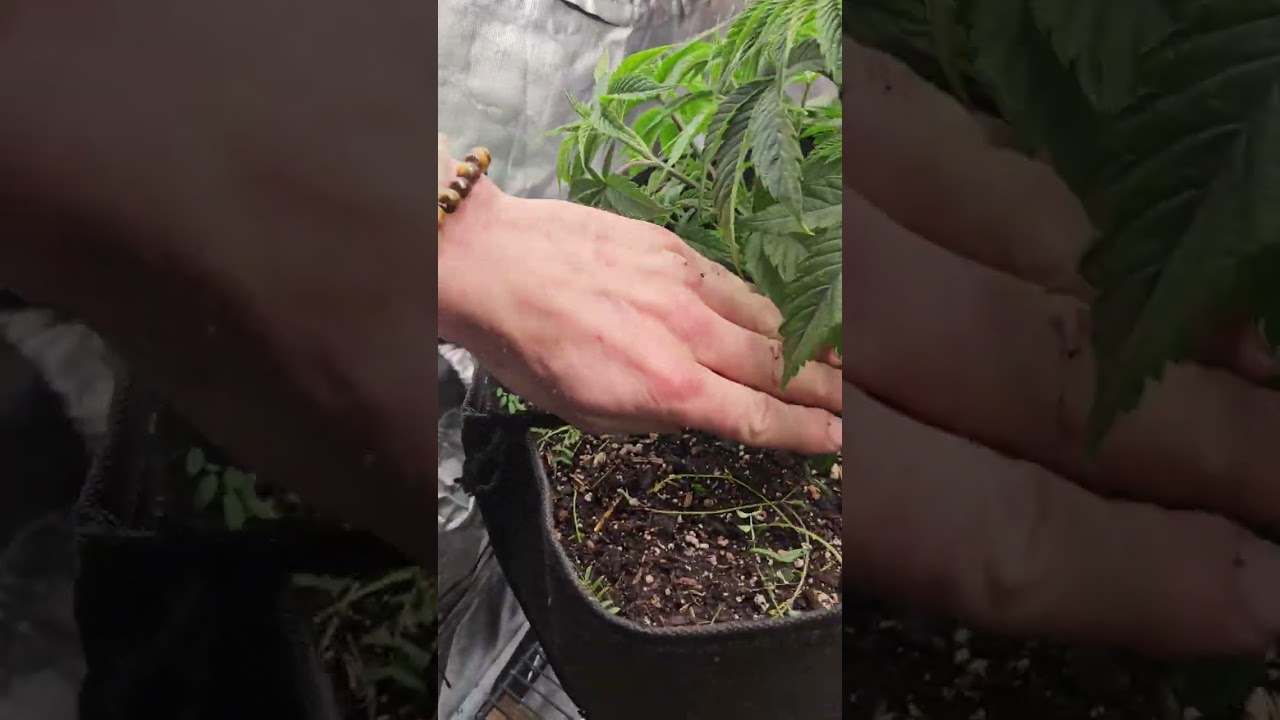 How to LST Low Stress Training. Tie down method