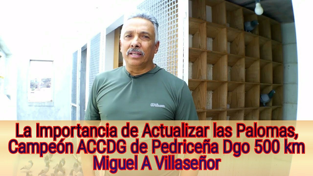 La Importancia de Actualizar las Palomas, Campeón METRO de Pedriceña Dgo 500 km Miguel A Villaseñor
