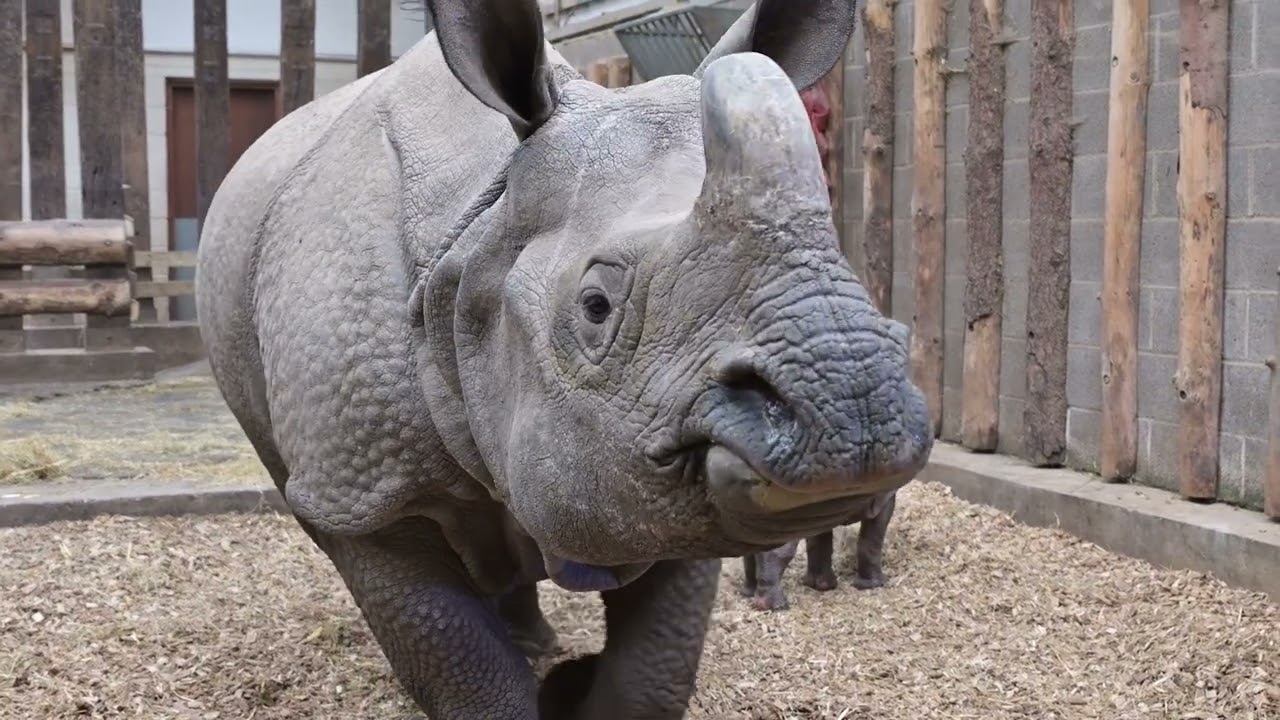 Endangered Indian Rhino Calf Makes Miraculous Arrival 🦏🥰