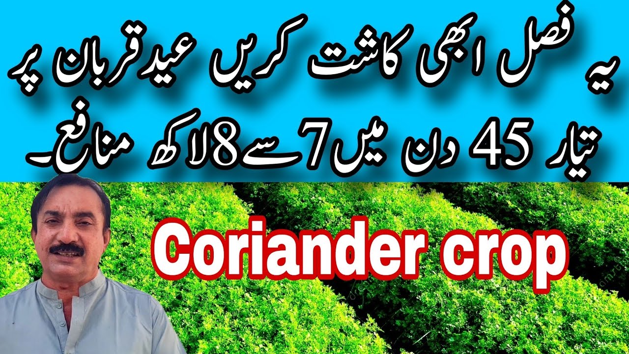 یہ فصل ابھی کاشت کریں عیدقربان پر تیار 45 دن میں7سے8لاکھ منافع۔