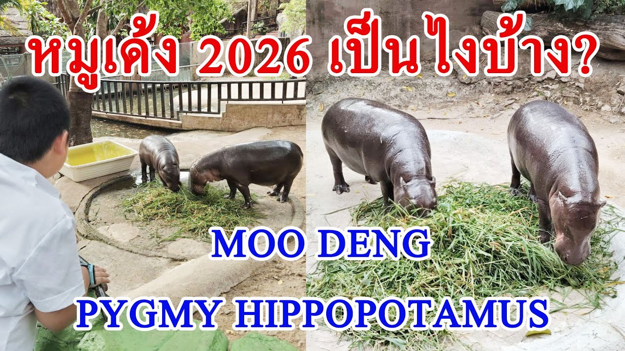 ไปดูซุปตาร์ หมูเด้ง ปี2026 อายุ1ปี 6เดือน โตขนาดไหนแล้ว  #MooDeng,#pygmy hippopotamus,#BouncingPig
