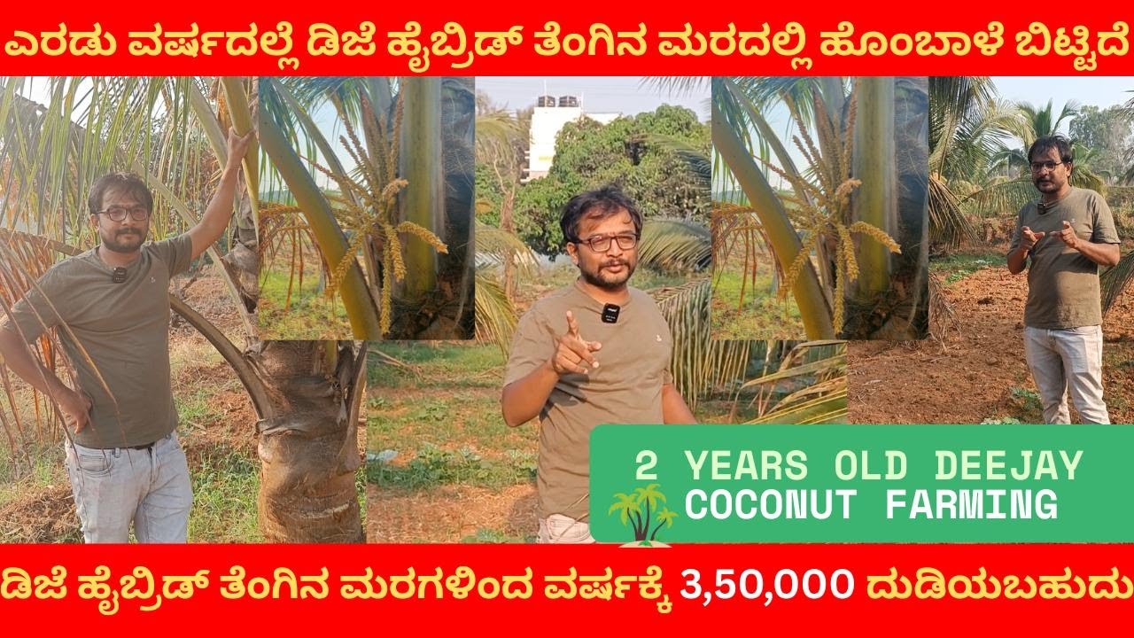 Deejay Sampoorna Hybrid Cocunut Two Year plantation At Bengaluru