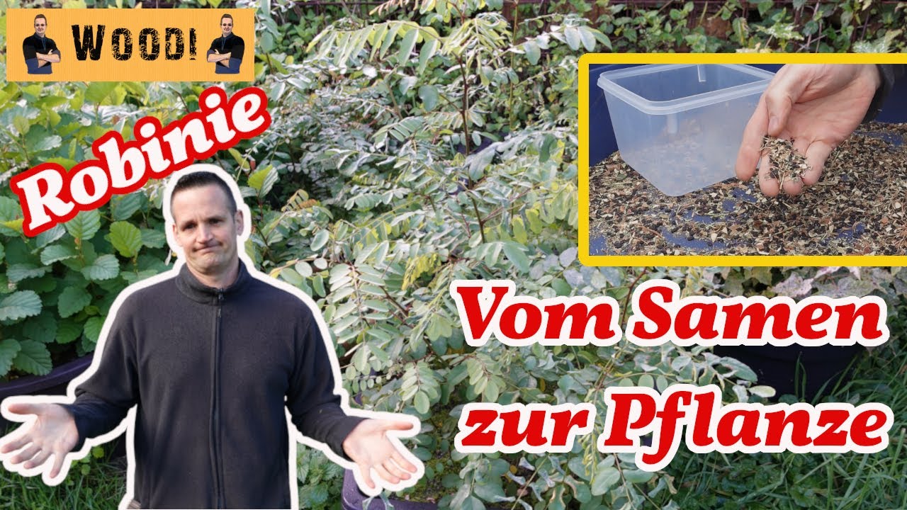 Robinien vermehren - vom Samen bis zur Pflanze - Wald aufforsten - Woodi