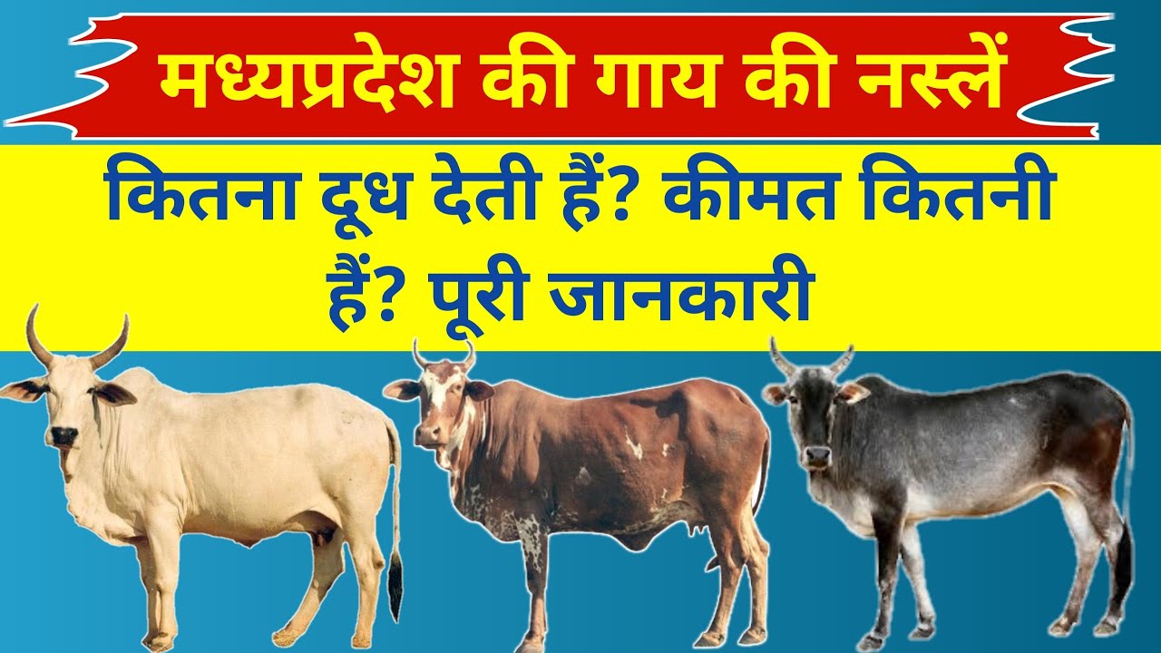 मध्यप्रदेश की गाय की नस्ले उनकी पहचान | MP Cow Breed | Mp Cattle | Mp Ki Gay