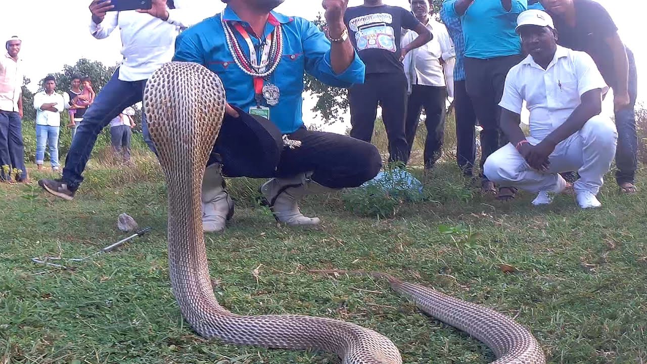 झारखंड में पहली बार बहुत ही बड़ा कोबरा रेस्क्यू हुआ Cobra Venomous Snake village Awareness Programme