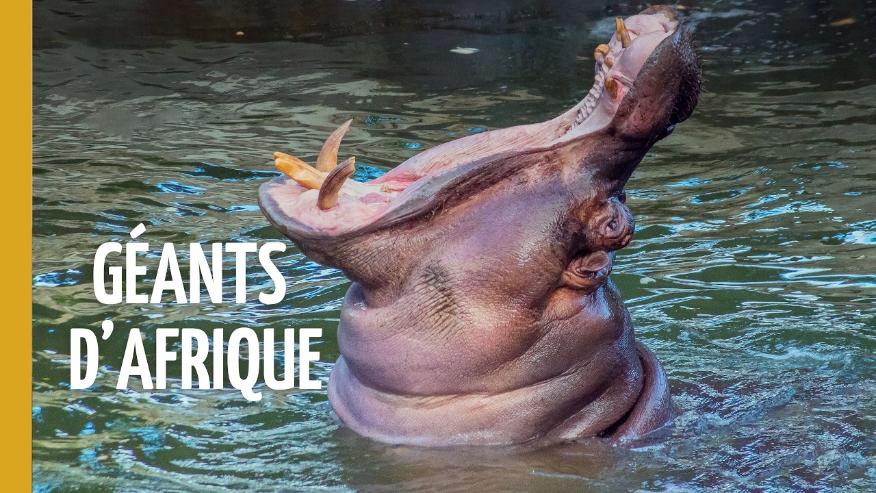 Hippopotames d’Afrique : Vie Secrète et Scènes Inédites | Épisode complet