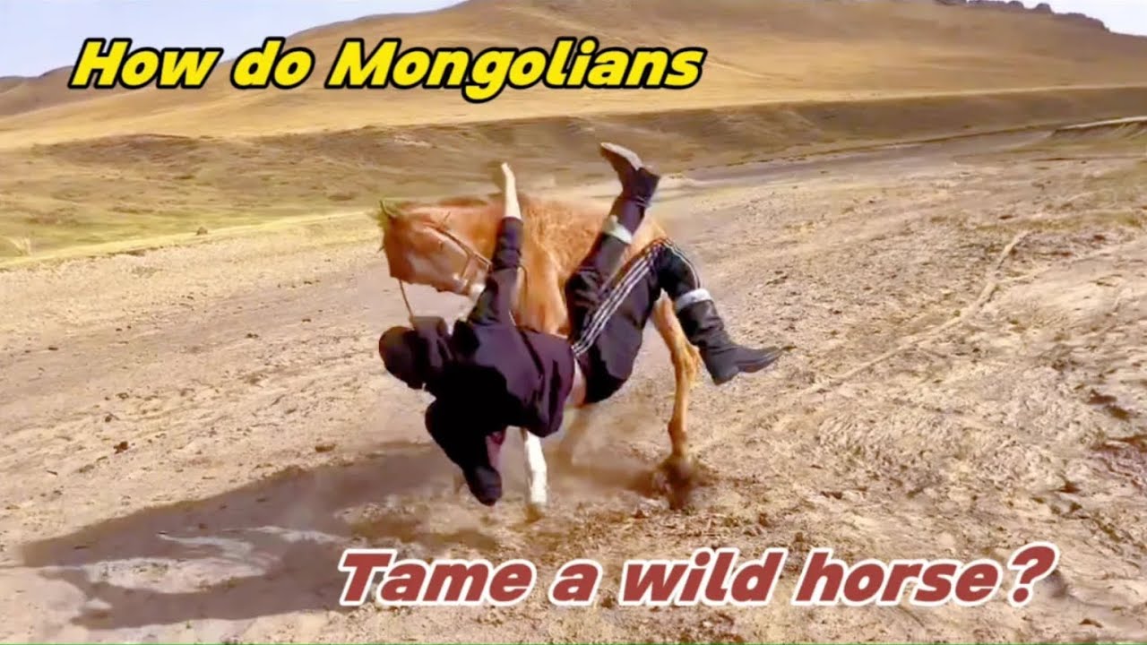 Thrilling Wild Horse Training  Inner Mongolian Young Equestrian