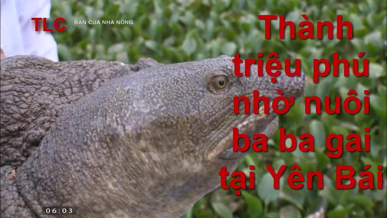 Thành triệu phú nhờ nuôi ba ba gai tại Yên Bái