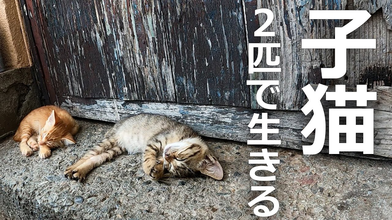 子猫の母猫がいない⁉兄弟で生きて行くその結果