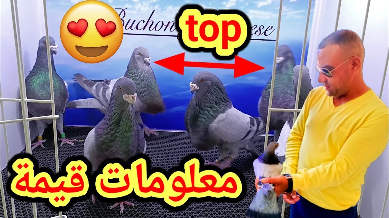 توليعة مع الأخ يوسف الوهابي مشاء الله حمام في المستوى العالي مشاء الله ومعلومات قيمة 👏👏👏👍