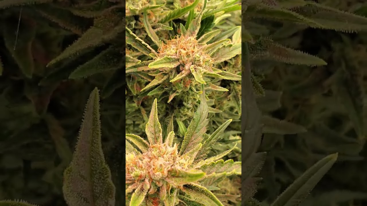 tente pleine de fastbuds genetic forbidden runtz