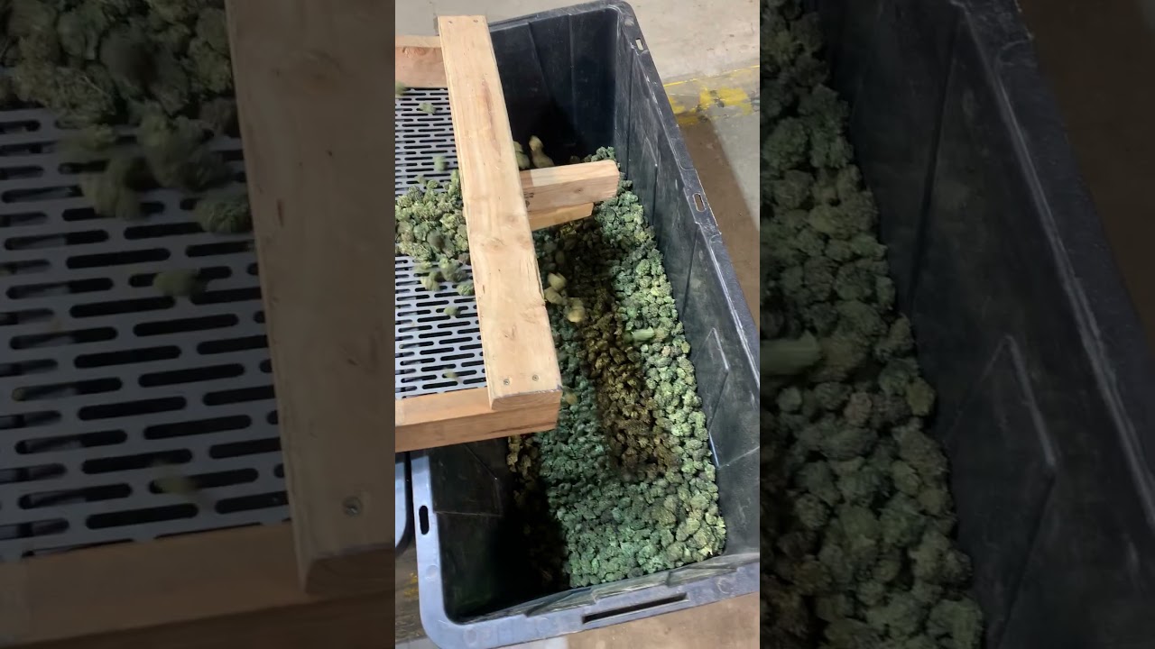industrial cannabis / hemp processing trim line duffing screen #cannabiscultivation  #industrialgrow
