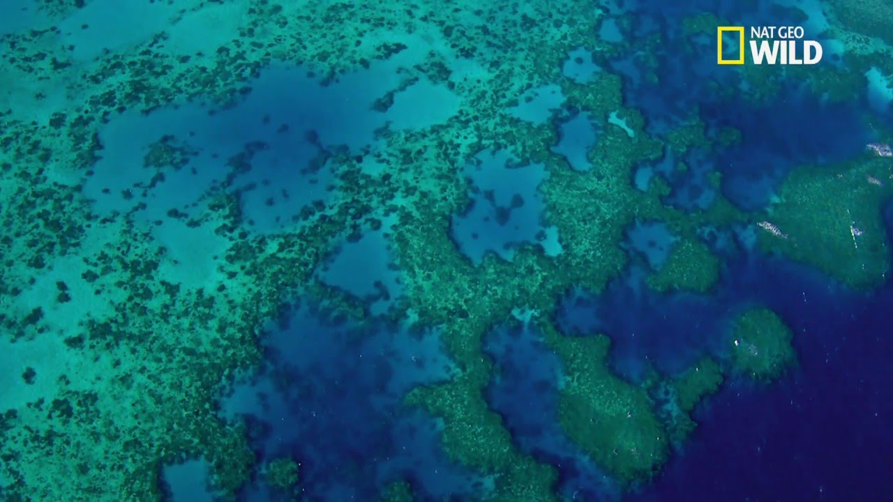 La grande barri&egrave;re de corail