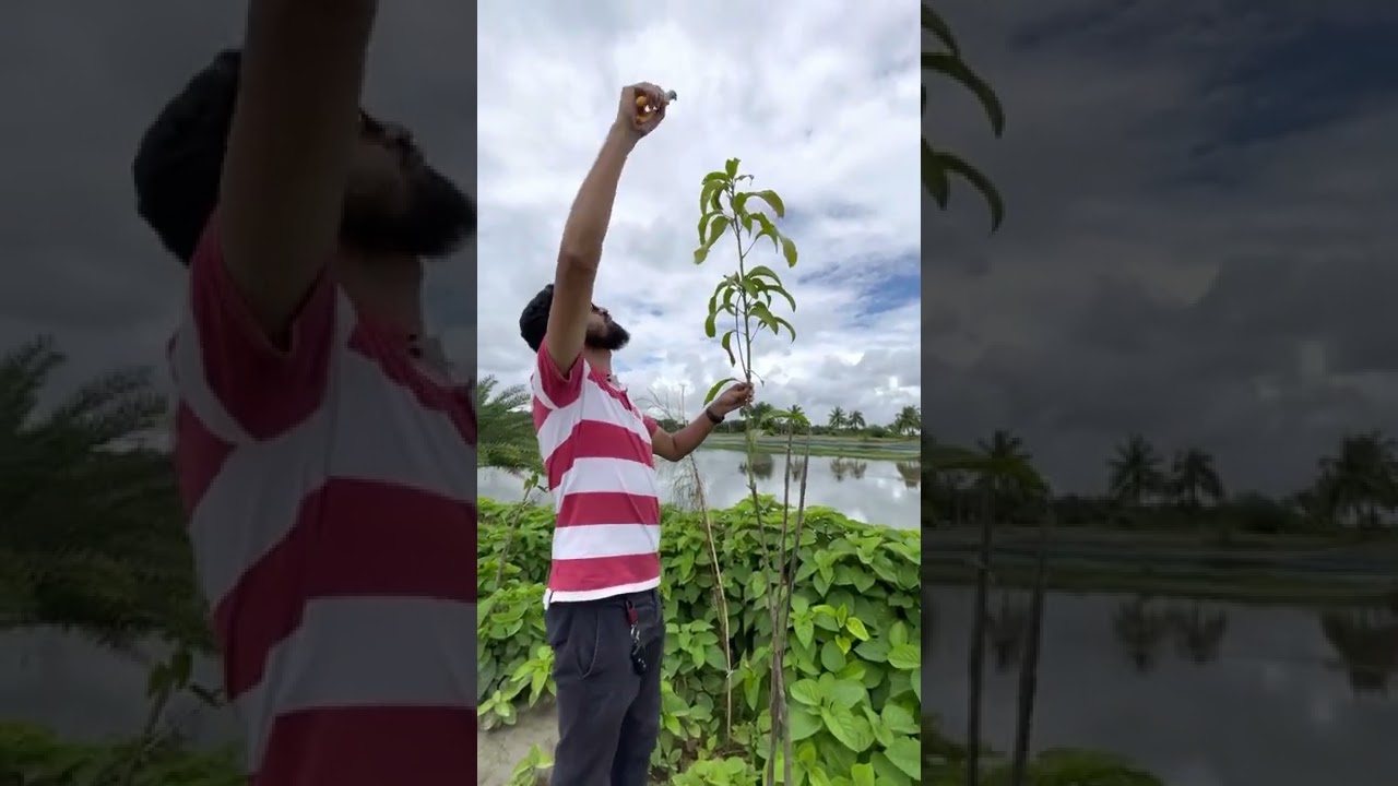 Mango tree 1st stage training & pruning