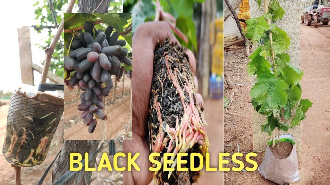 Air layering grapes | black seedless grapes air layering | how to grow grapes