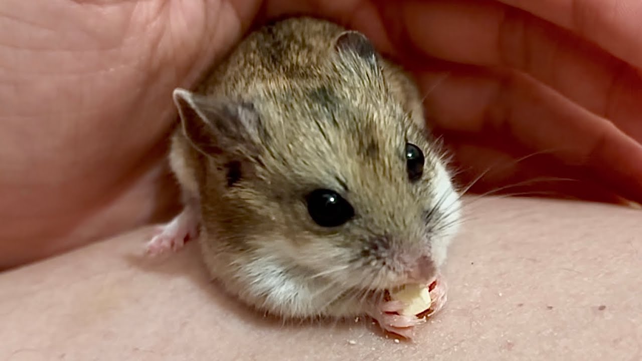 Feeding and petting Chinese hamster Ina 🫳