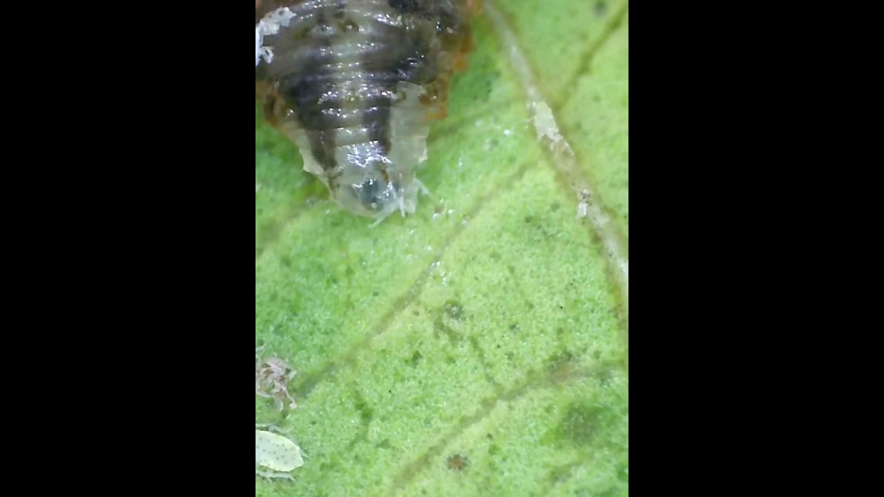 Hover fly larvae eating aphids-extreme close up
