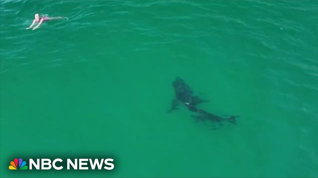 Video shows great white shark stalking swimmers