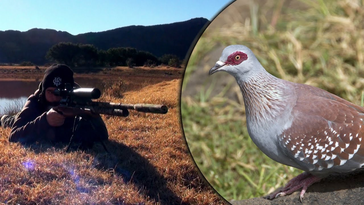 Long Range Airgun Hunting - Pigeon Paradise Episode 2