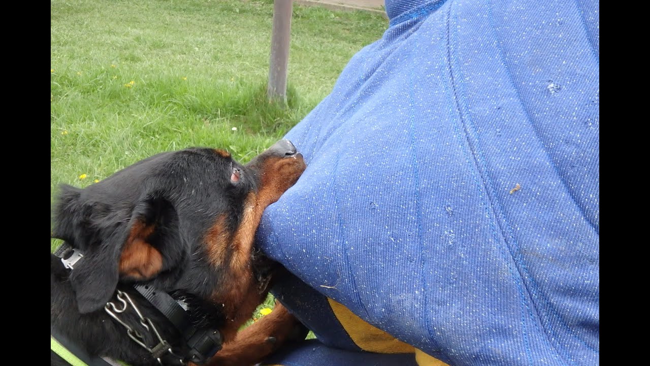 Rottweiler training on mondioring - Butch Ginger Taffy