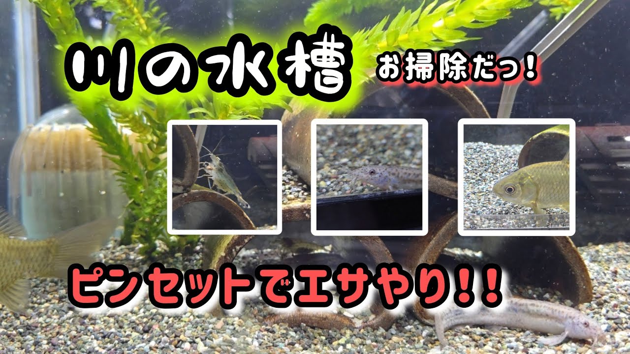 【川の水槽】フナ・ドジョウ・ヤマトヌマエビ　ピンセットでエサやり　ミニリセット