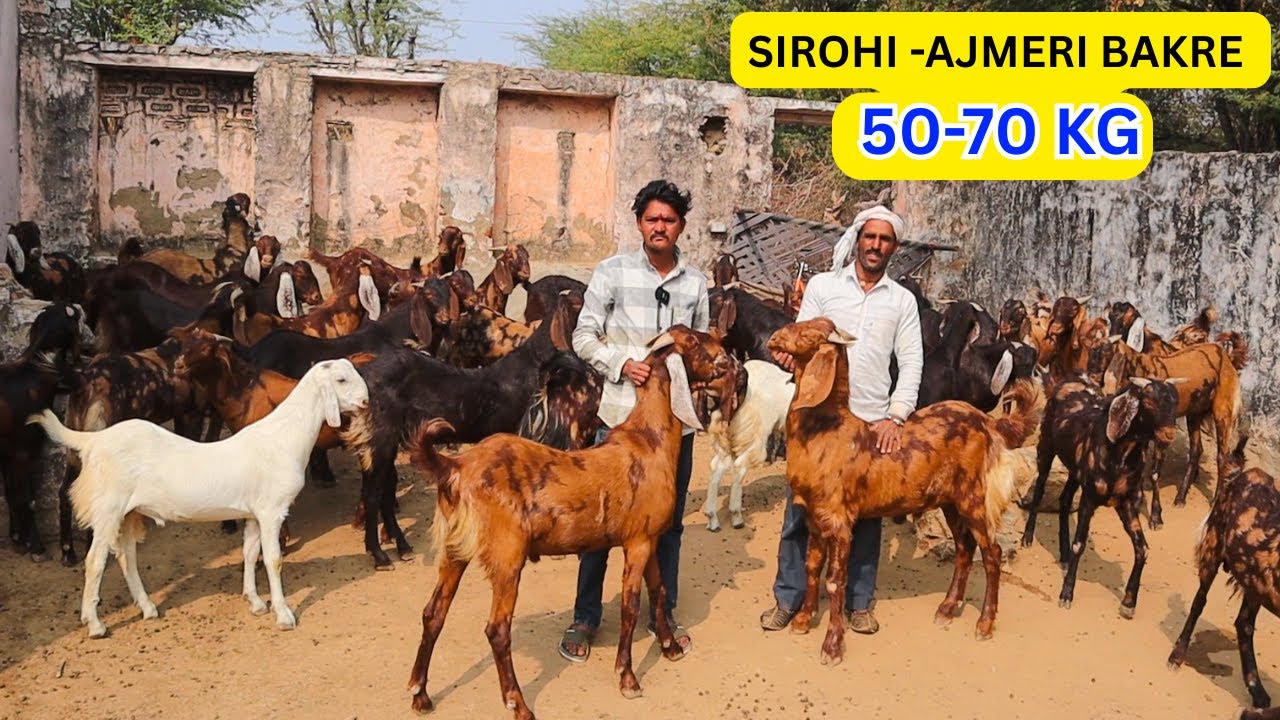Profit वाली Goat Farming | 50–70 KG Sirohi Bakre